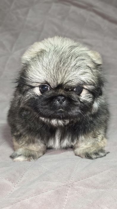 Королівський пікінес