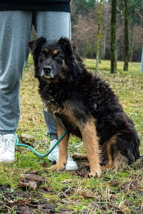 Został porzucony i zdany samemu sobie... Jest wspaniałym psem!