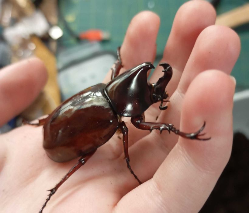 Larwy chrząszczy Xylotrupes sumatrensis L2-L3