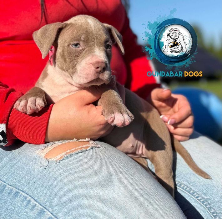 American Bully ABKC suczka