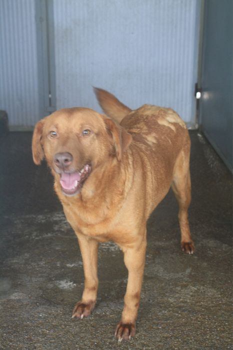 Betty cadela jovem porte medio grande