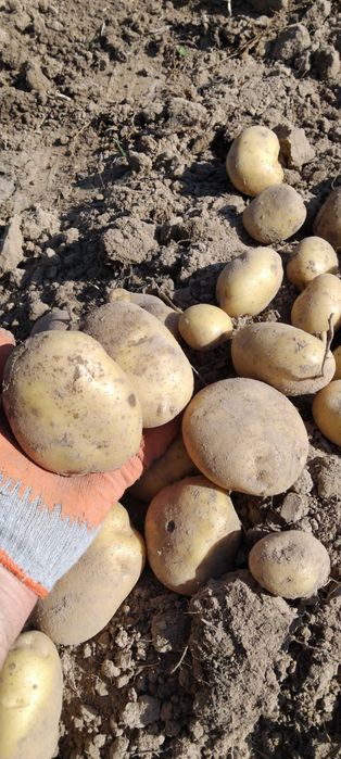 Ziemniaki z uprawy ekologicznej