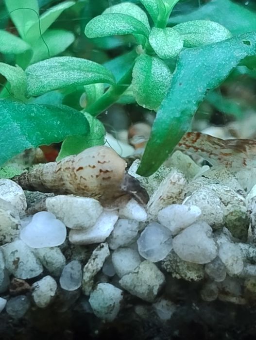 Ślimak świderek 10 szt