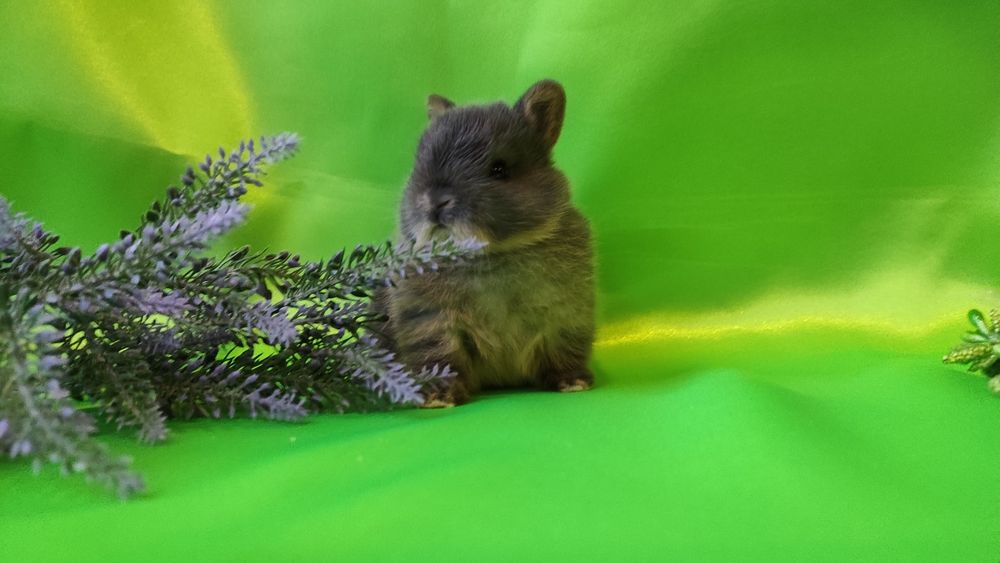 Кролики карликові.Нідерландський., найменша порода.