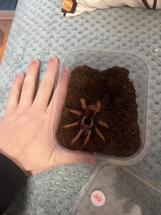 Ptaszniki skakuny skorpiony - różne gatunki