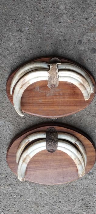 Oręż guźca dwie sztuki rogi poroże aukcja prywatna prywatna