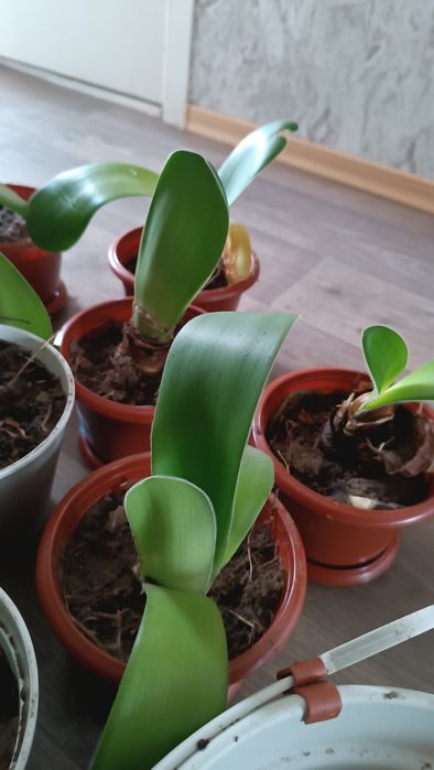 Гемантус белый пушистый