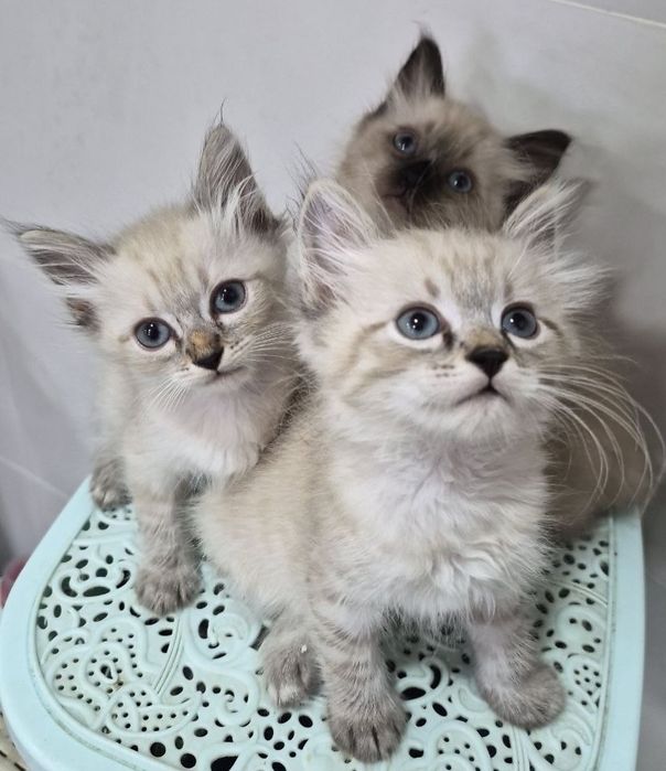 Котята Невские маскарадные