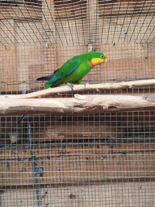 Varias aves para venda