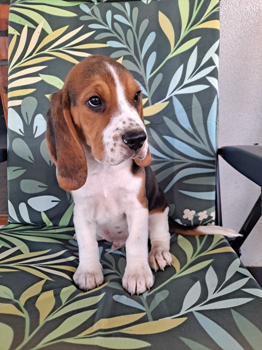 Beagle szczeniak piesek