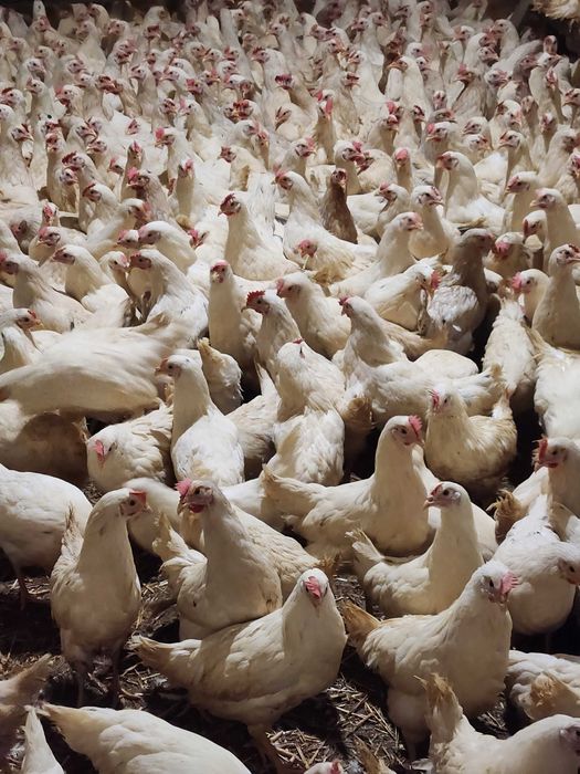 Kury nioski Rosa z wolnego wybiegu. Messa z jajkiem.Dowóz Gratis.