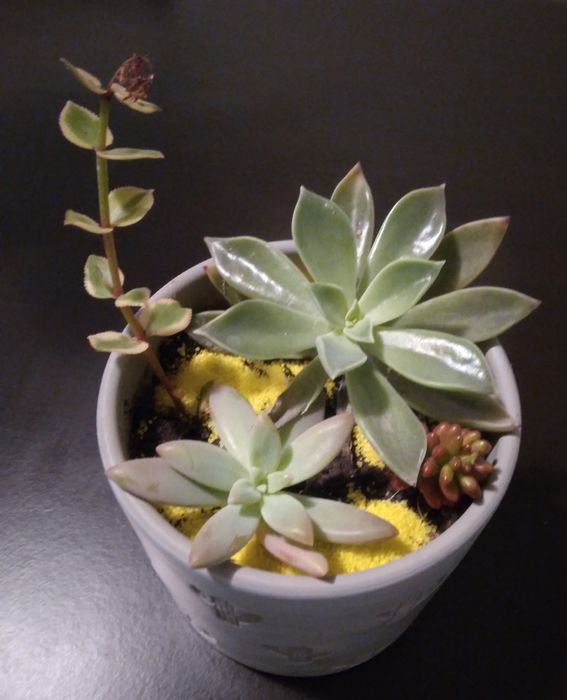 Vaso por apenas 6€. Linda oferta.