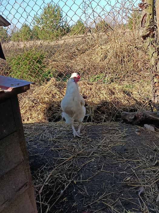 Młody kogut kogucik