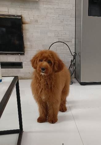 Голдендудль міні хлопчик. Ми в Києві.