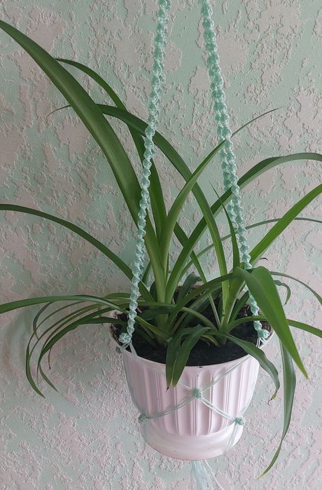 Хлорофітум чубатий