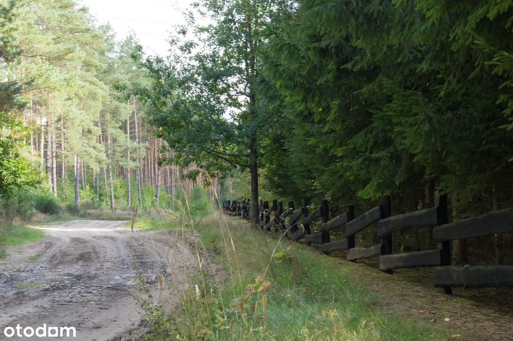 2,82 ha prywatnego lasu z domkiem – oaza spokoju na sprzedaż!