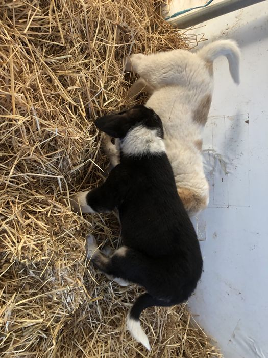 Ovelhas ( cachorras de raça cao de gado transmontano).