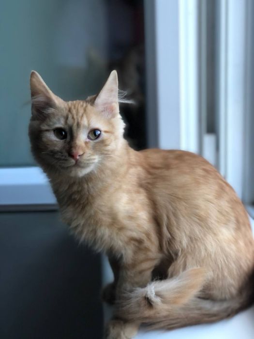 Котенок мальчик 4 месяца бесплатно