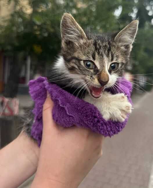 Котик шукає перетримку/дім Івано-Франківськ