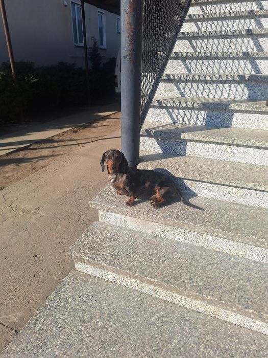 Такса Кобель для в'язки