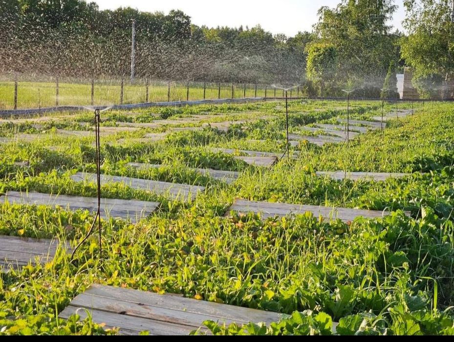 Paśnik/skrzynki/nawadnianie/ogrodzie.