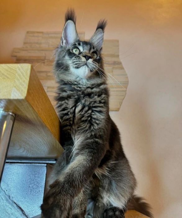 Кошенятка Мейнкун