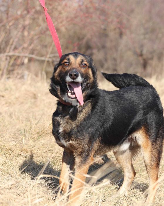 Do adopcji - MARVEL