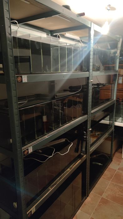 Beteiras, Aquários para Betas.