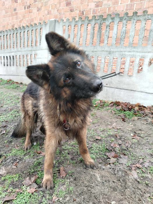 Suczka owczarka Xena do adopcji