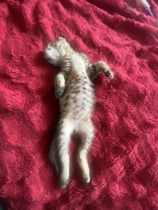 кошеня   дівчинка