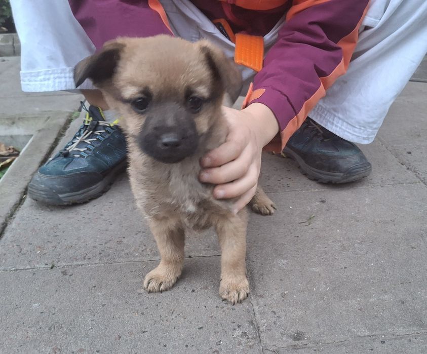 Собачки, щенята, песики, цуцики