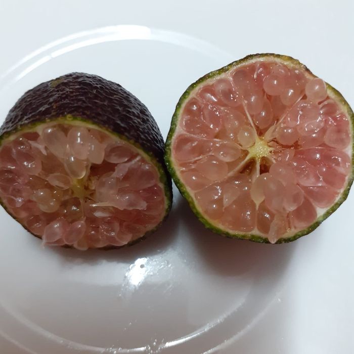 Limao caviar polpa vermelha