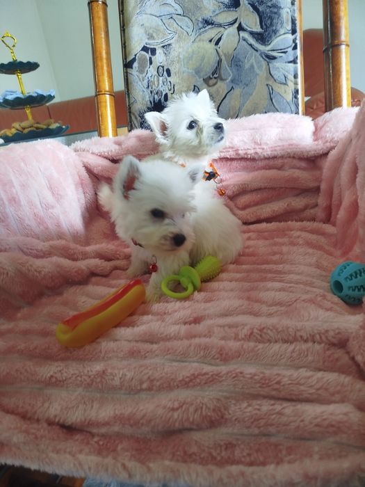 Śliczny West Highland White terrier