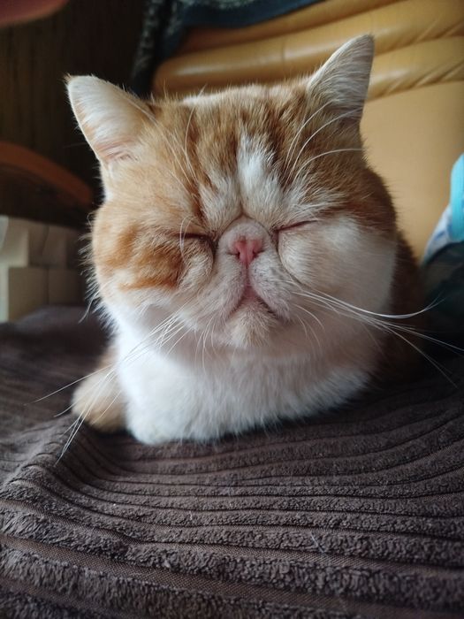 Вязка кота екзота