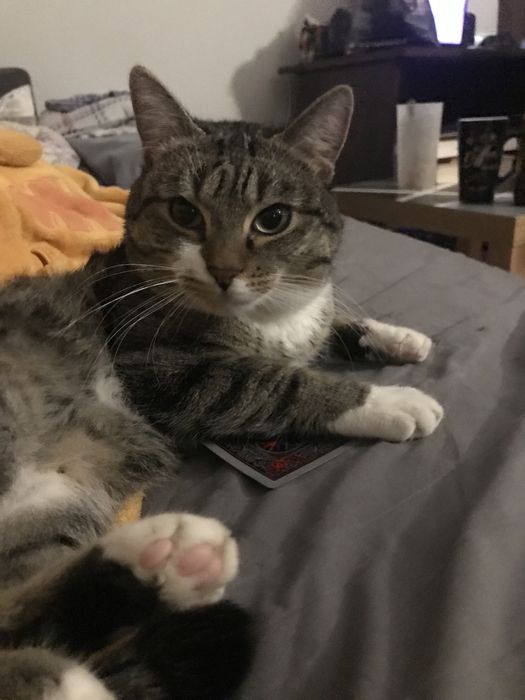 Zaginęły dwa koty w Kolonowskim