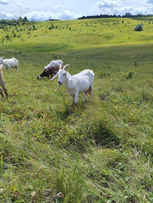 Англонубийская козочка, козлята