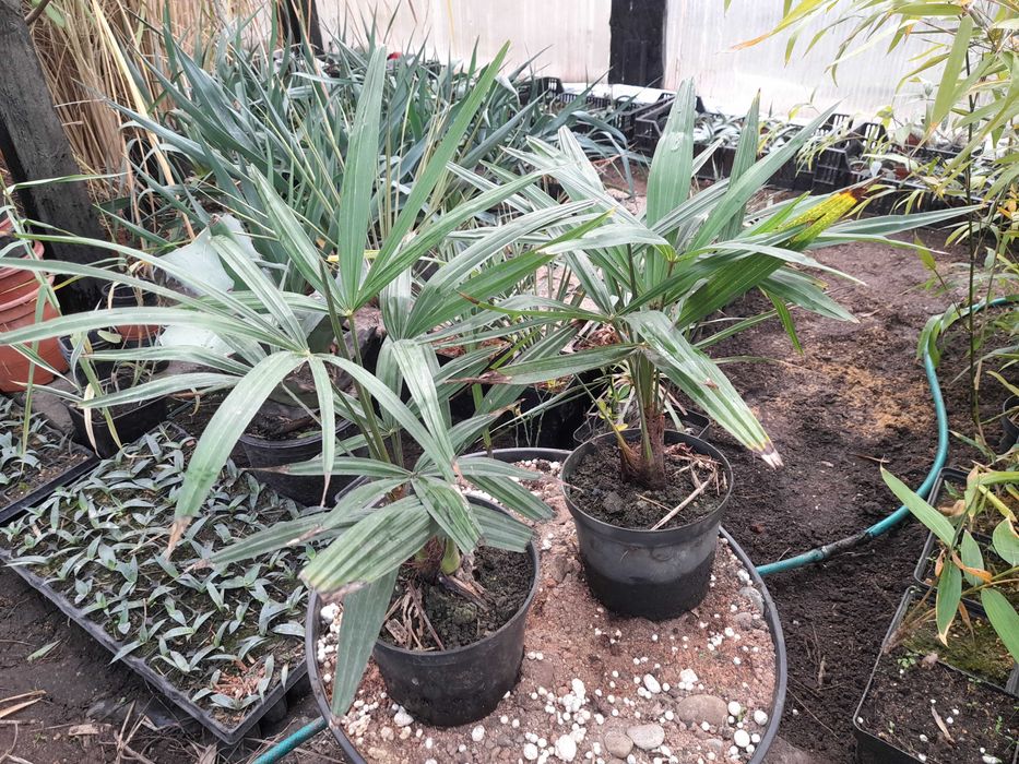 Palma mrozoodporna Trachycarpus fortunei  nasiona 1000 szt