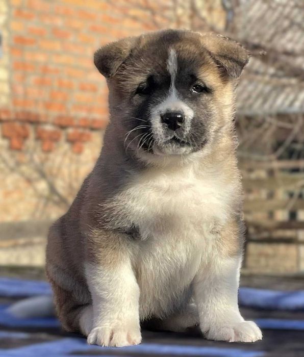 Руда красуня американська  акіта