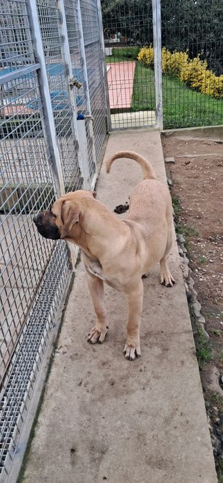 Cachorro Presa Canário