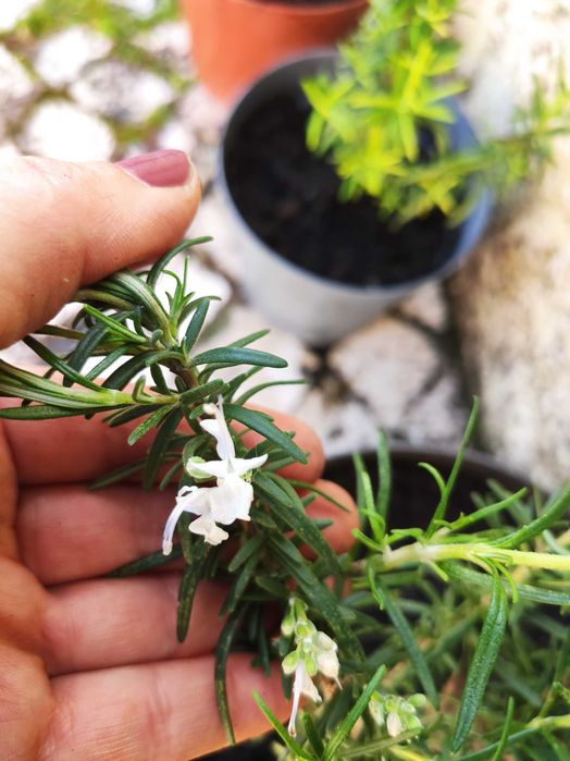 Alecrim flor branca