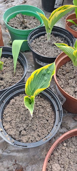 Funkia, funkie, hosta rosliny ogrodowe kilka odmian