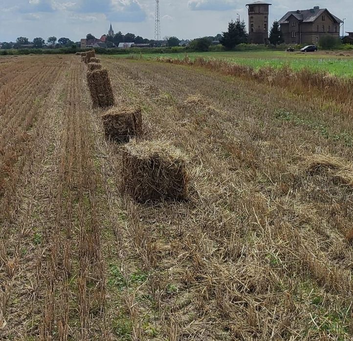 Słoma w kostkach, sucha tegoroczna pszenna