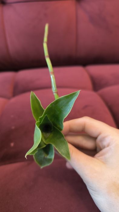 Złoty wąs Callisia Calisia fragrans fragans cała roślina  9