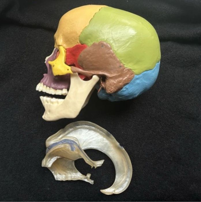 Czaszka osteopatyczna OKAZJA