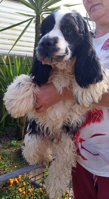 Super Cocker Spaniel