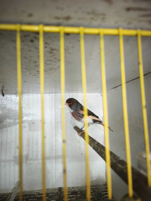 Canários macho arlequim