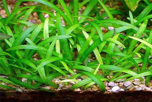 Растения аквариумные