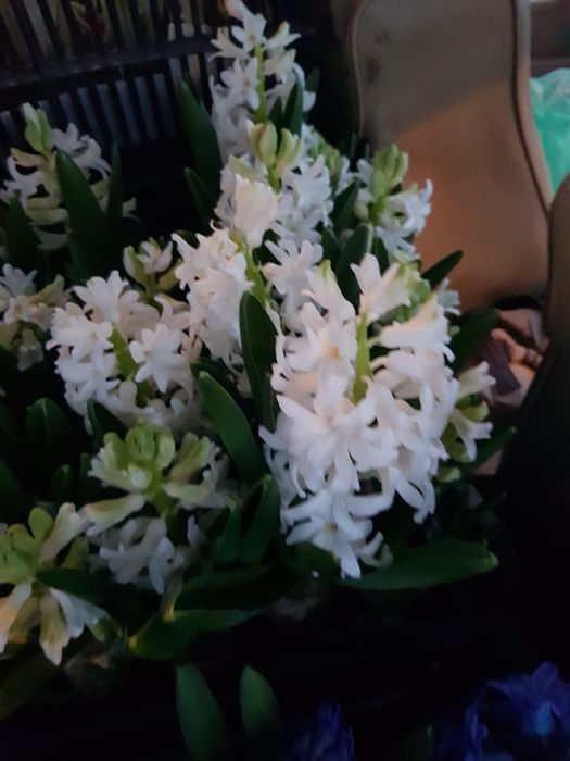 Крокуси й Гіацинт на 8 березня