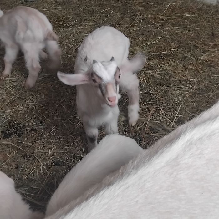 кізочки вік 2 місяці