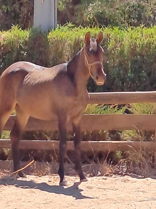 Égua de dois anos à venda